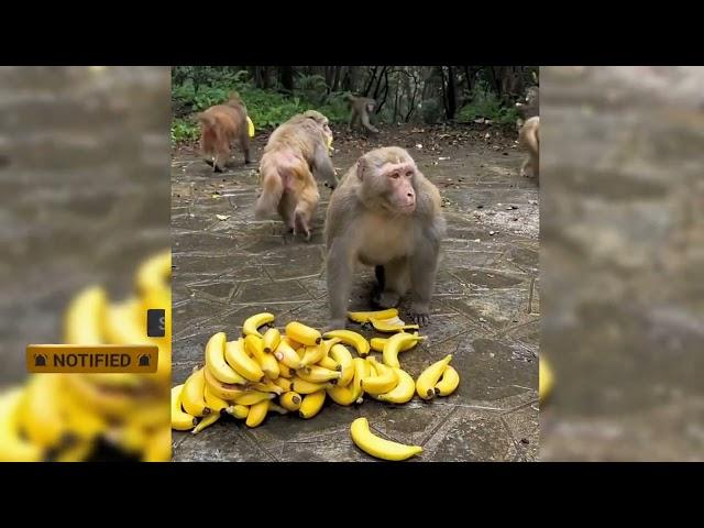 Monkeys are running around with bananas #monkeyvideo #swapanyt