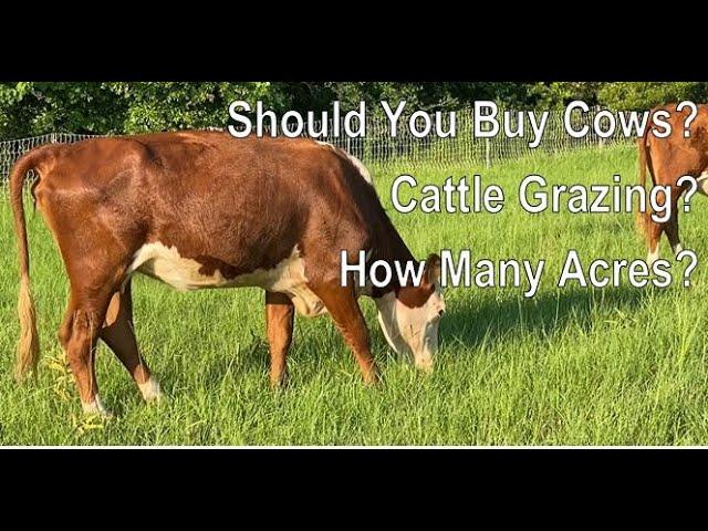 Tips To Raising Cattle RIGHT!