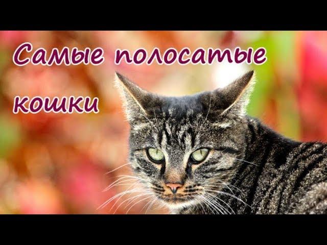 САМЫЕ ПОЛОСАТЫЕ КОШКИ  THE MOST STRIPED CATS