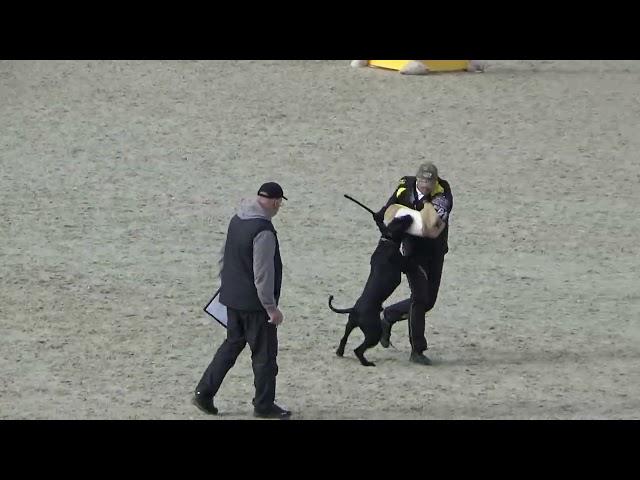 2022 IGP CACT Russia 42 Timofeeva Ekaterina 02 and Law Hanno Veto (Riesenschnauzer) С83
