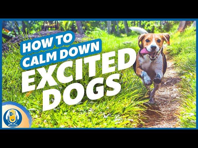 Help Your Excited Dog Calm Down And Stop Barking, Lunging, Spinning, Nipping #136 #podcast