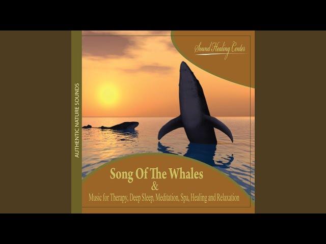 Song of the Whales: Authentic Nature Sounds (Music for Therapy, Deep Sleep, Meditation, Spa,...