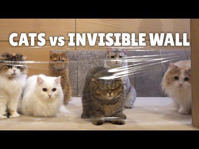 Cats vs Invisible Wall | Kittisaurus