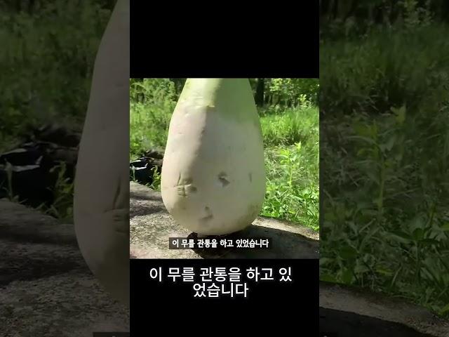 새총위력 살펴보기. 무를 관통하고 있었습니다