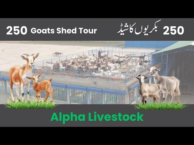 Goat Shed Tour  | Alpha Livestock