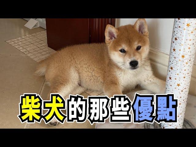 柴犬的那些優點，它被稱為最像貓的狗，是真的嗎？The advantages of Shiba Inu