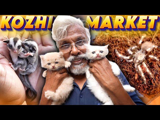 Chennai's Biggest Pet Market | கோழி மார்க்கெட், Broadway 