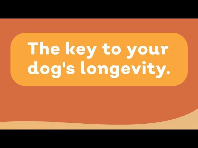 The key to your dog's longevity.