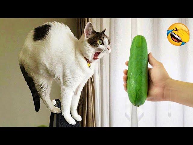 New Funny Animals 2024  Funniest Cats and Dogs Videos  Part 4