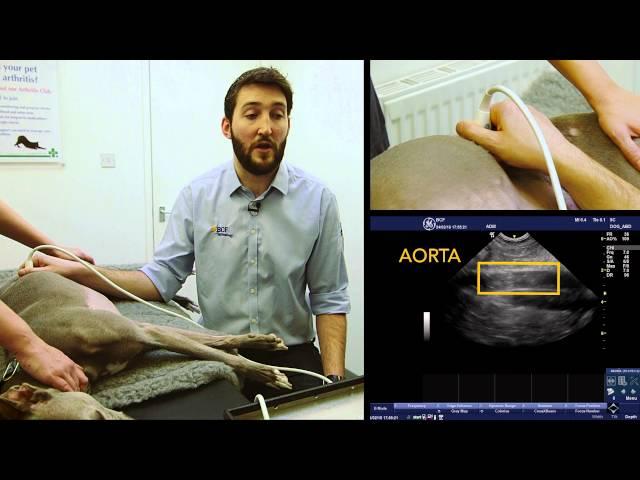 IMV imaging Small Animal Advanced Abdominal Ultrasound Video 2 – Aorta and Vena Cava