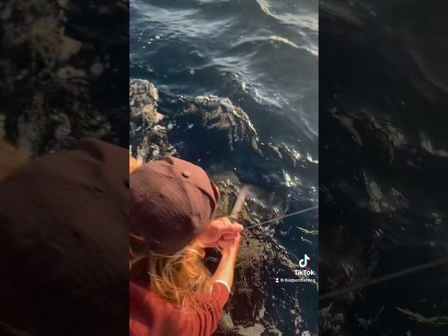 Just casually releasing 60lb tunas #viral #fishing #fish #official #tuna