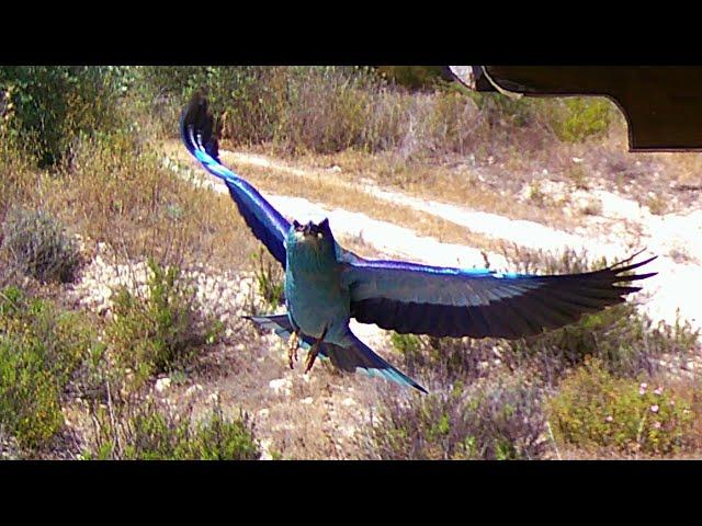 FAST GROWN EUROPEAN ROLLER