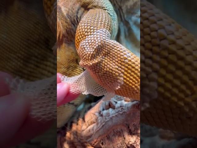 Unwrapping new Buddy  #shorts #satisfying #animals