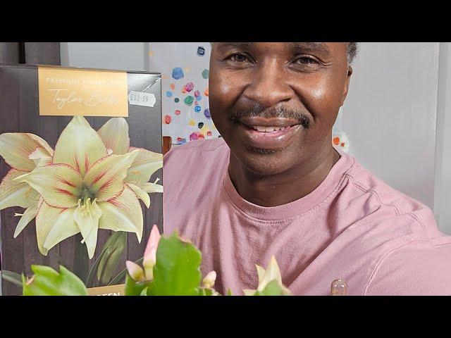 Repotting Amaryliss varieties and Christmas Cactus