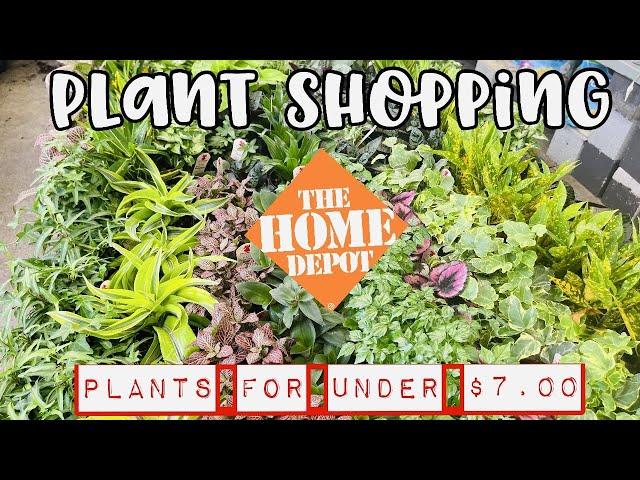 Plant Shopping at Home Depot || PLANTS FOR UNDER $7.00