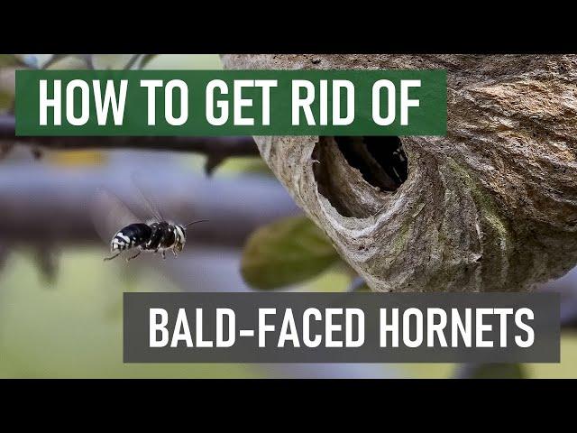 How to Get Rid of Bald-Faced Hornets [4 Easy Steps!]