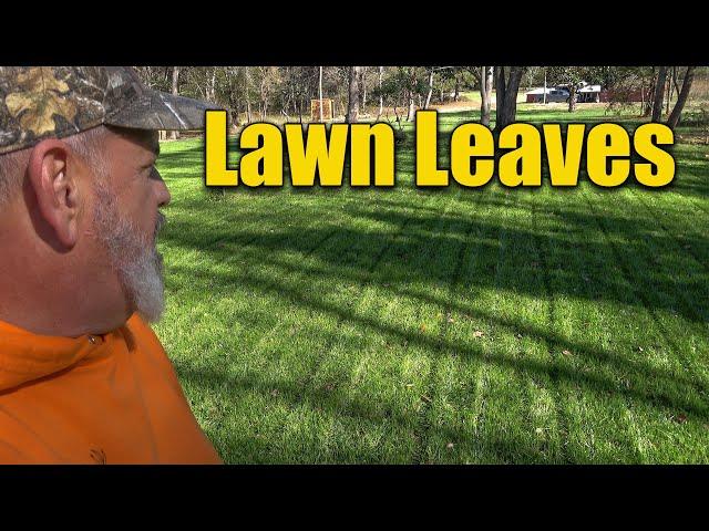 Leaves on Lawn Mulch or Pickup