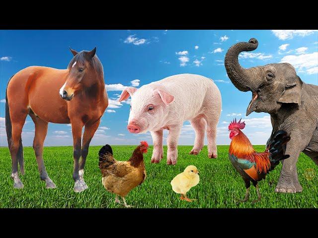 Animal videos for the family - sounds of cow, cat, elephant, giraffe, duck