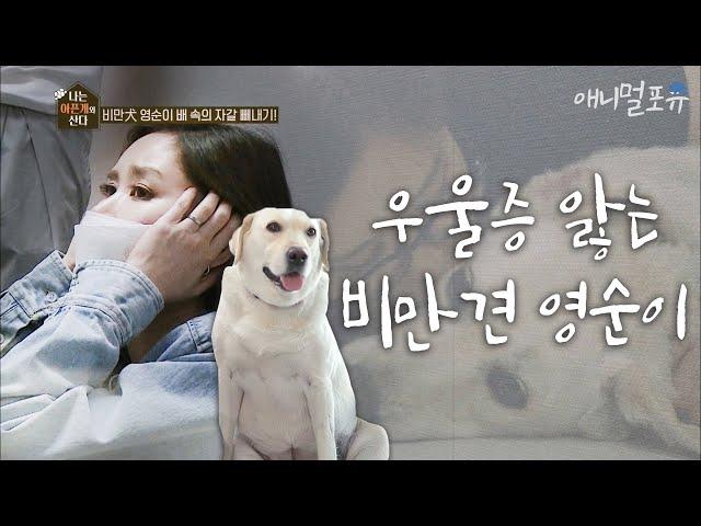 채리나의 우울증을 앓는 비만견 영순이, 배 속에 자갈이?? ㅠㅠ [나는 아픈개와 산다]