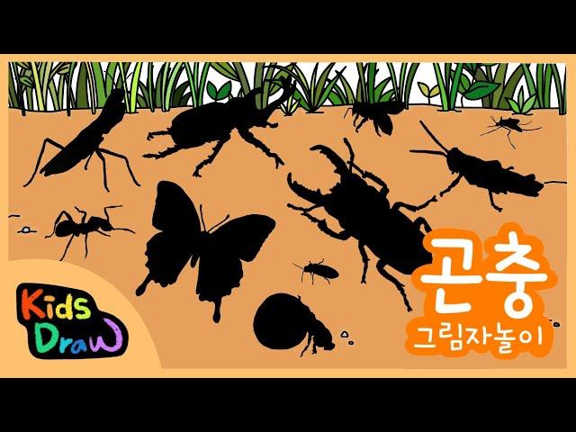 우리 아이가 좋아하는 곤충 그림자놀이 | 곤충 퀴즈 맞추기 |  10가지 다양한 벌레를 만나보아요 |  Insects Quiz for Children | 키즈드로우