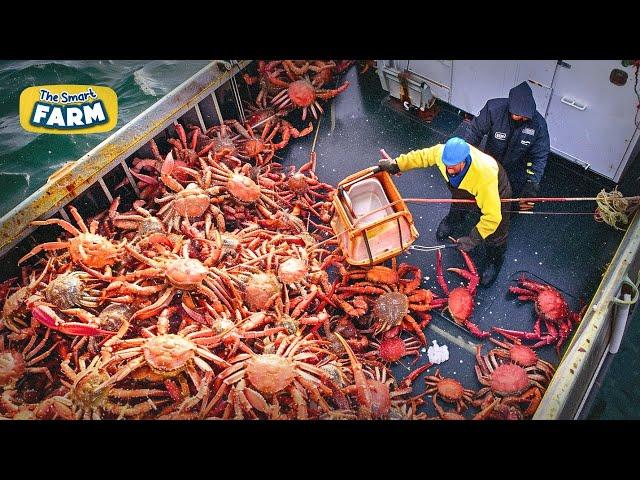 AMAZING King Crab Catching | Discover The Fishing of Tons of Alaskan Red King Crab