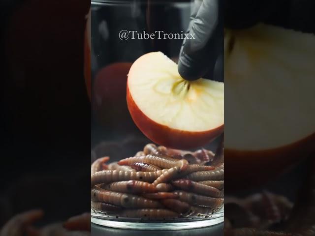 Worms Eating Apple – Realistic Feeding Frenzy