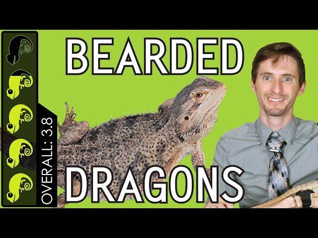 Bearded Dragon, The Best Pet Reptile?