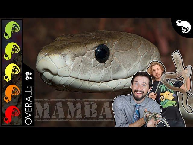 Black Mamba, The Best Pet Snake?