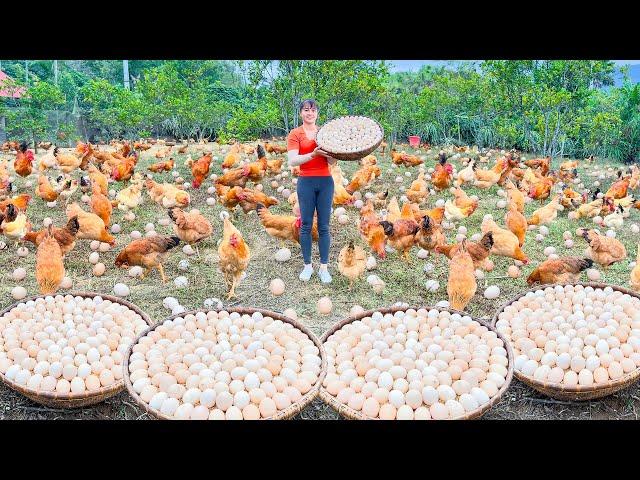 Use 3-wheeled Truck Harvesting A Lot Of Chicken Eggs Go To Countryside Market Sell | Free Bushcraft