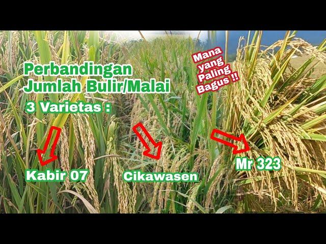 Perbandingan Jumlah Bulir Padi MR 323, Kabir 07, dan Varietas Lokal Cikawasen !!