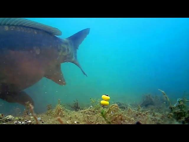 Ловля карпа на бойлы. Видео под водой.