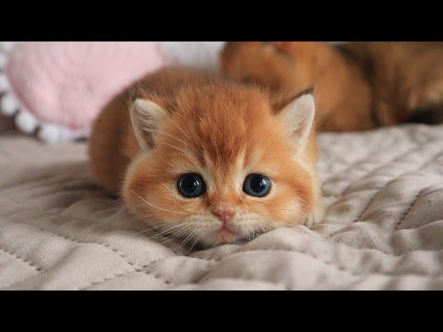 20 minutes of adorable cats and kittens videos to keep you smiling 