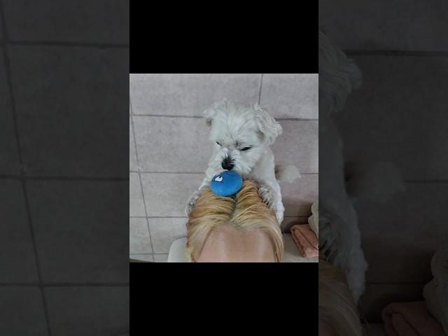 이것좀 봐 신기하즤~#강아지 #dogshorts #puppy #좋아요 #말티즈 #좋아요 #꿀잼 #pets #구독 #일상