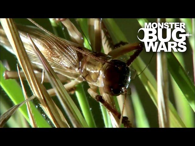 Bulldog Raspy Cricket Vs Whistling Tarantula | MONSTER BUG WARS