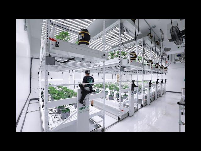 Harvest Season Made Easy with Pipp Horticulture's Mobile Vertical Grow Racks!