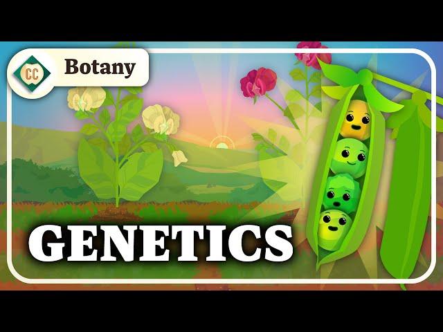 What Do Pea Plants Have To Do With Your Eye Color? (Mendelian Genetics): Crash Course Botany #10