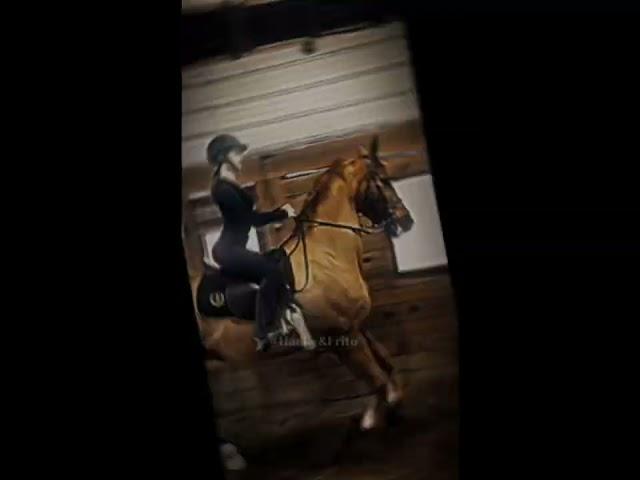 50 days 50 duos! Day 17/50! #equestrian #fyp #gelding #americansaddlebred @asb.elroyy