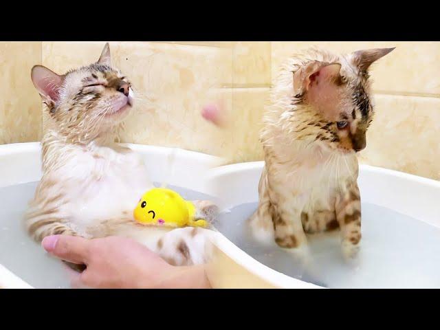 [Eight Diaries of Growth] Eight Cats are really not ordinary cats! Bathing is torture to other cats