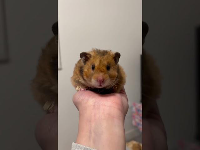 Cute Sleepy Curly Rex Hamster 