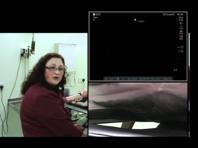 IMV imaging cardiac ultrasound video 5 - Right parasternal long axis 5 chamber view