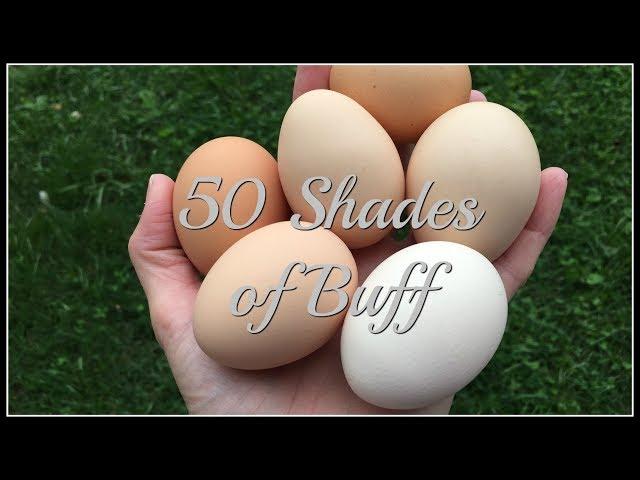 50 Shades of Buff!