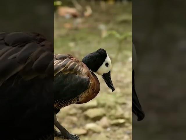 Duck bird amazing beak