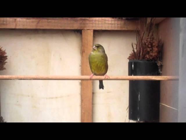 greenfinch singing