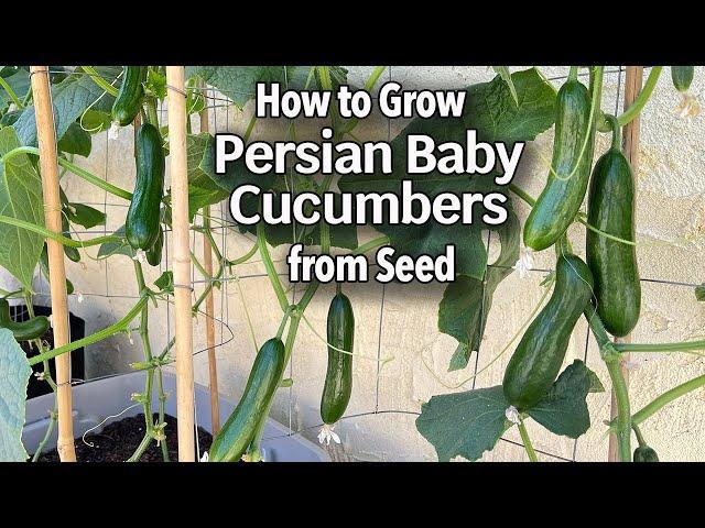 How to Grow Cucumbers from Seed in Containers - Persian Baby Cucumber | Easy Planting Guide