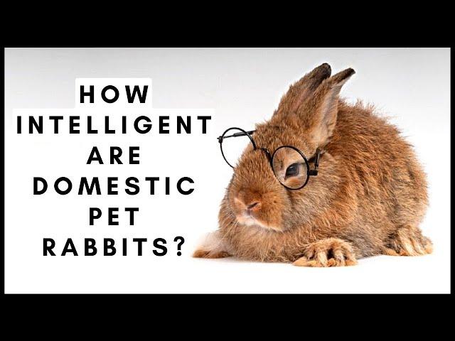 How Intelligent are Domestic Pet Rabbits?