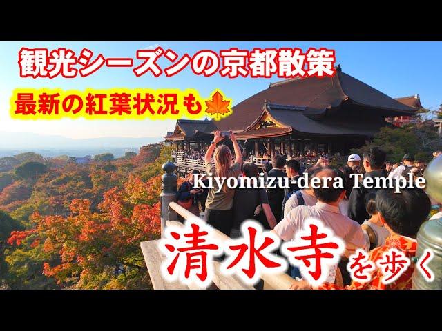 11/14(木)京都紅葉散策観光客で大盛況【世界遺産 清水寺】を歩く/最新紅葉状況/Autumn leaves at Kiyomizu-dera Temple