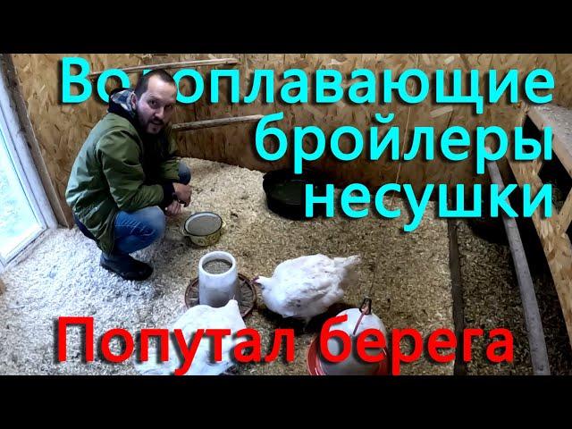 Теперь у нас Водоплавающие бройлеры-несушки. Съездили в Тверь и выяснили, кто попутал берега.