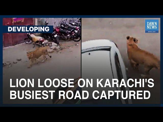 Lion On The Loose Captured At Karachi’s Shahrah-e-Faisal | Developing | Dawn News English