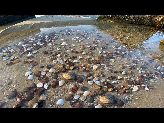 A Cong caught the clam tide in the sea, and nest after nest of clams were found to be soft.