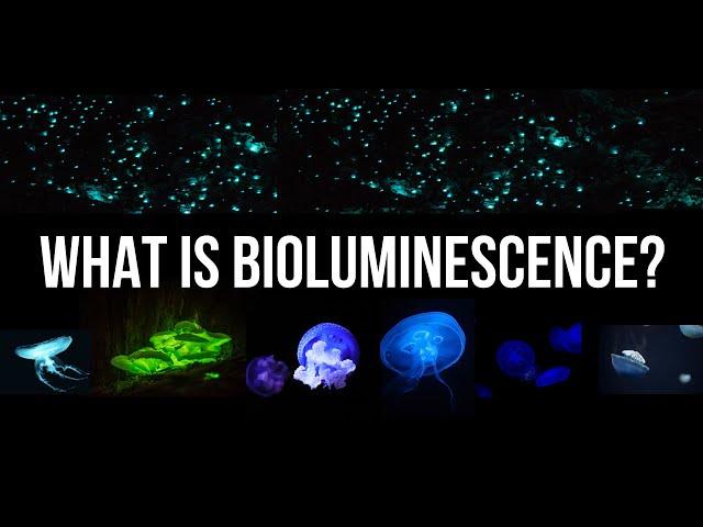 What is bioluminescence?